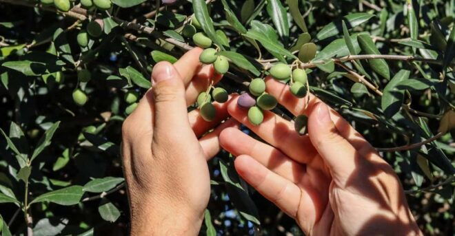 Sorrento: Guided Olive Mill Visit With Tastings - Liqueur Tastings