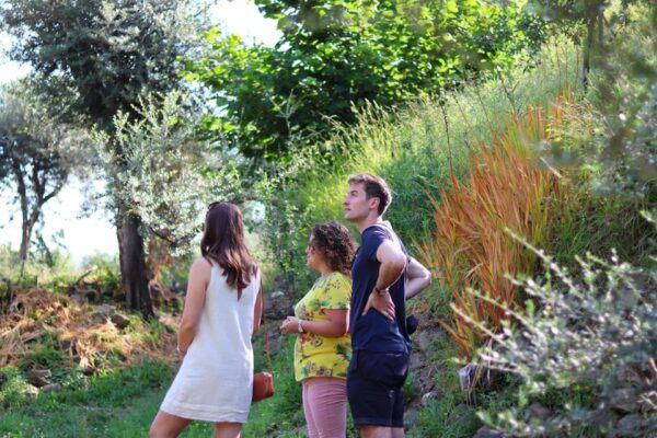 Sorrento: Guided Olive Mill Visit With Tastings - Honey Producers