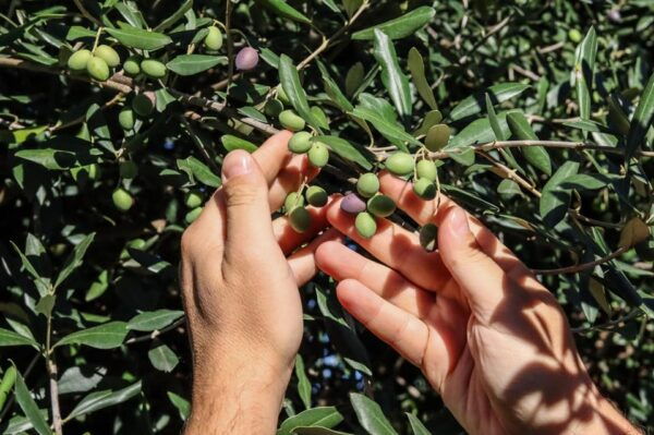 Sorrento: Guided Olive Mill Visit With Tastings - Frequently Asked Questions