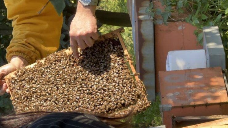 Sorrento: Guided Tour of the Largest and Older Lemon Grove - Tour Details