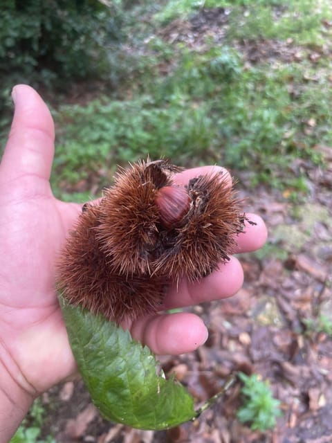 Sorrento: Hike and Food - Inclusions and Tastings