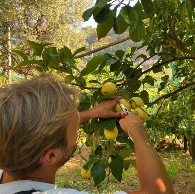 Sorrento: Lemon Experience With Harvesting and Tasting Tour - Tour Experience