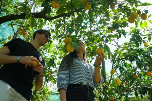 Sorrento: Lemon Experience With Harvesting and Tasting Tour - The Sum Up