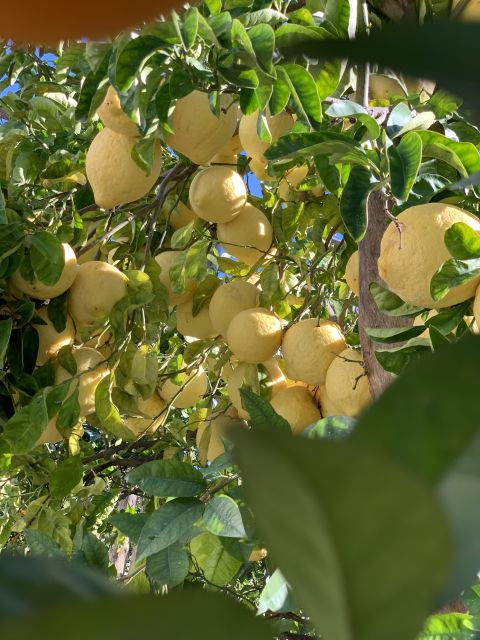 Sorrento: Lemon Garden Tour With Marmalade Tasting - Activity Details