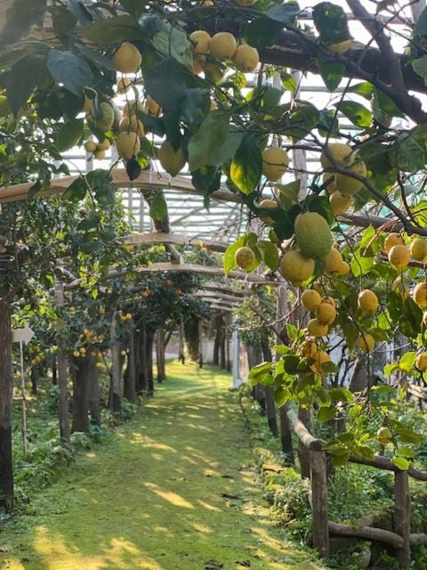 Sorrento: Lemon Garden Tour With Marmalade Tasting - Inclusions