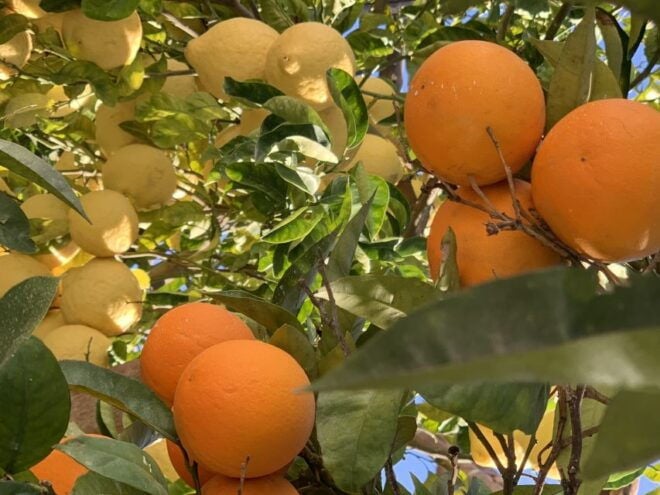 Sorrento: Lemon Garden Tour With Marmalade Tasting - Directions