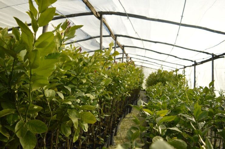 Sorrento: Lemon Nursery Guided Tour & E-Bike Experience - Experience Highlights