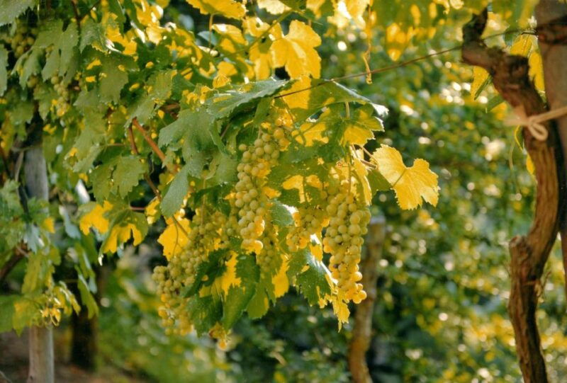 Sorrento: Lemon, Olive Oil and Wine Tasting Tour with Lunch - Practical Tips for Visitors