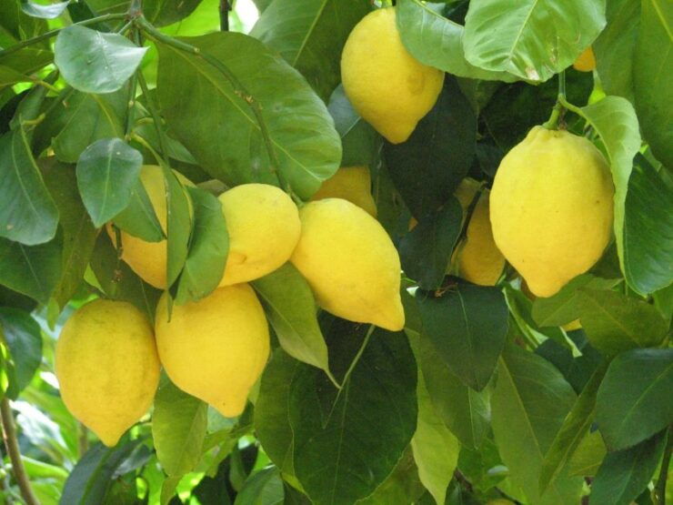 Sorrento: Lemon, Olive Oil and Wine Tasting Tour With Lunch - Highlights