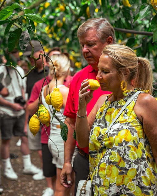 Sorrento: Lemons Grove, Farm Tour&Tasting and Pizza Class - Detailed Itinerary
