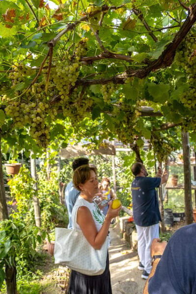 Sorrento: Lemons Grove, Farm Tour&Tasting and Pizza Class - Booking and Cancellation Policy