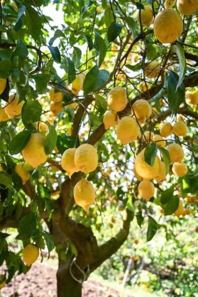 Sorrento: Lemons Grove, Farm Tour&Tasting and Pizza Class - Local Attractions and Tips