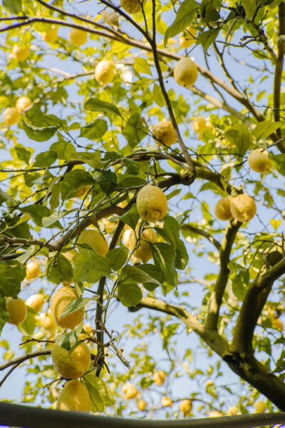 Sorrento: Lemons Grove&Cheese Show With Local Food Tasting - Transportation Information