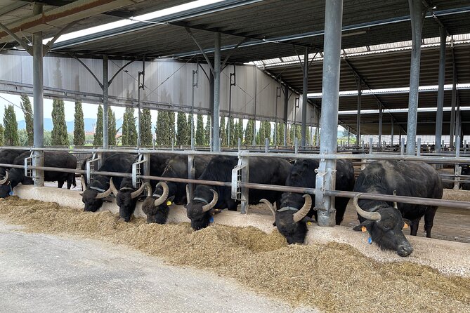 Sorrento or Positano to Amalfi Coast and Paestum Full-Day Tour - Cancellation Policy