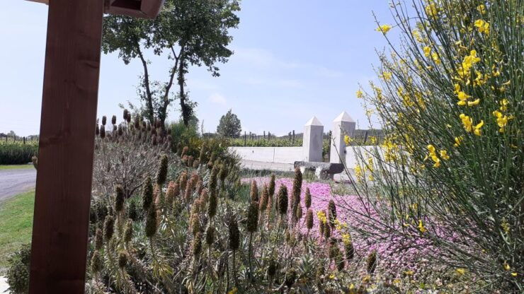 Sorrento: Private Transfer Sorrento to Napoli - Pricing and Features