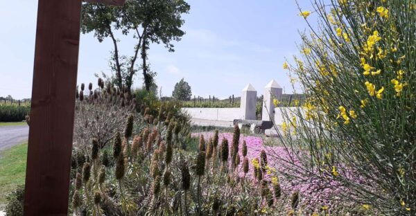 Sorrento: Private Transfer Sorrento to Napoli - Rates and Full Description