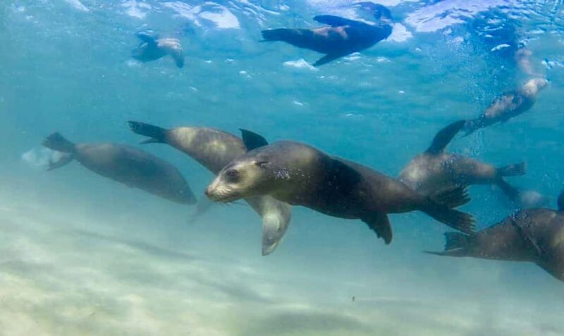 Sorrento: Seal and Sea Dragons 2-Hour Snorkel Experience - Practical Tips for a Great Experience