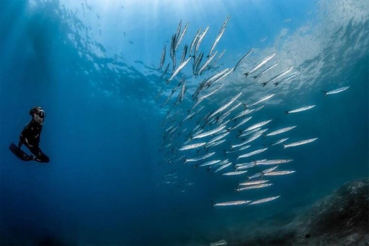 Sorrento: Snorkeling morning tour with a Marine Biologist. - Practical Details and Tips