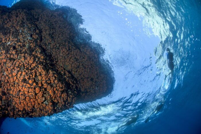 Sorrento: Snorkeling morning tour with a Marine Biologist. - Who Will Enjoy This Tour?