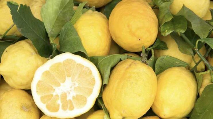 Sorrento: Walking Tour in Lemon Garden W/ Food Tasting - Good To Know