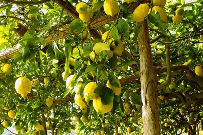 Sorrento Walking Tour With Limoncello Tasting - Highlights of the Tour