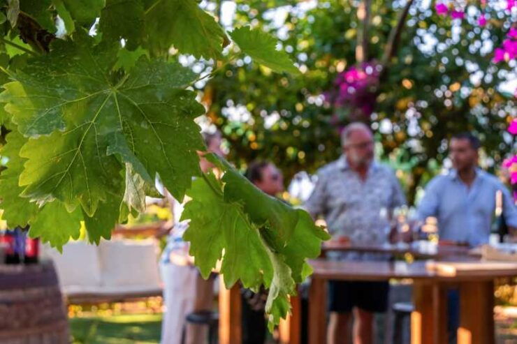 SORRENTO: Wine Tasting Overlooking the Sea in a Lemon Grove - Good To Know