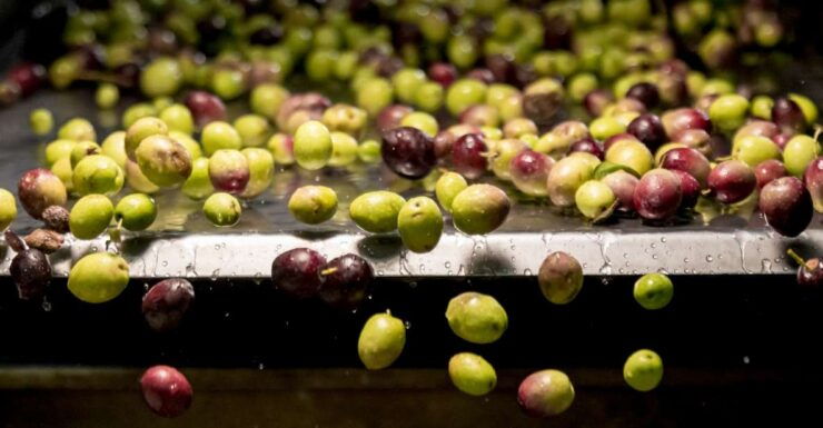 Sortino: Olive Oil Tasting With Sicilian Products and Wine - Experience Highlights