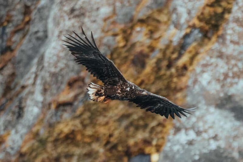 Sortland: Fjord and Sea Eagle Safari by RIB Boat - The Experience: What to Expect from the Fjord and Sea Eagle Safari