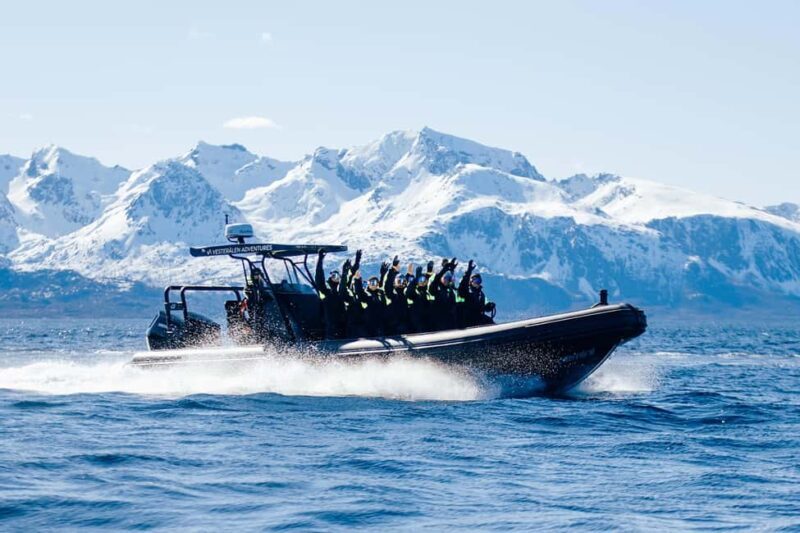 Sortland: Fjord and Sea Eagle Safari by RIB Boat - What We Love About This Tour