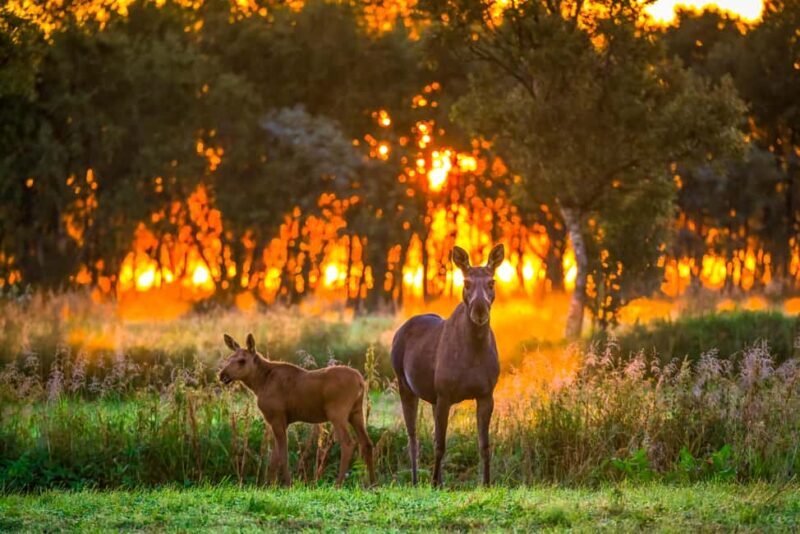 Sortland: Guided Arctic Moose Safari by Car - Introduction