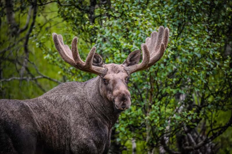Sortland: Guided Arctic Moose Safari by Car - Good To Know