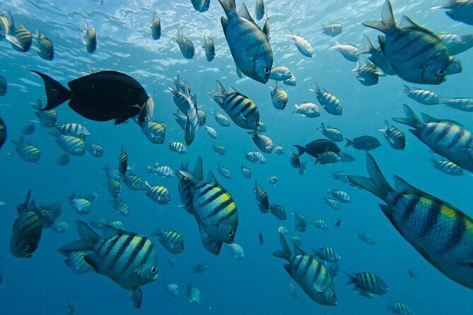 Sosua Snorkeling Adventure Tour with Guide and Gear Included - Final Thoughts