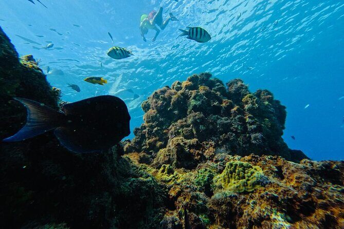 Sosua Snorkeling Adventure Tour with Guide and Gear Included - FAQ