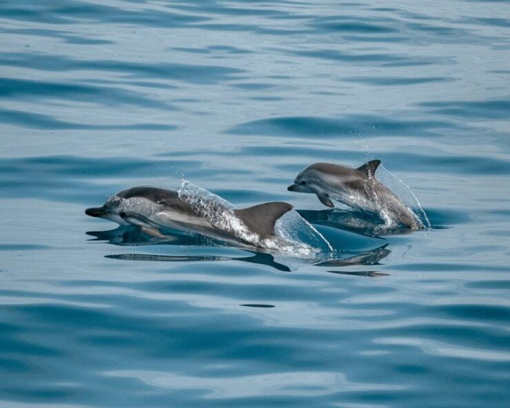 Sotogrande: Dolphin Watching Boat Trip With Drink - Trip Details