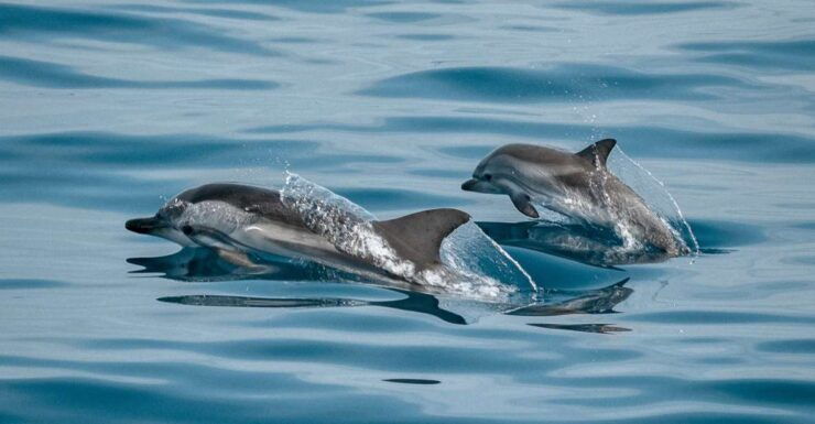 Sotogrande: Dolphin Watching Boat Trip With Drink - Highlights of the Trip