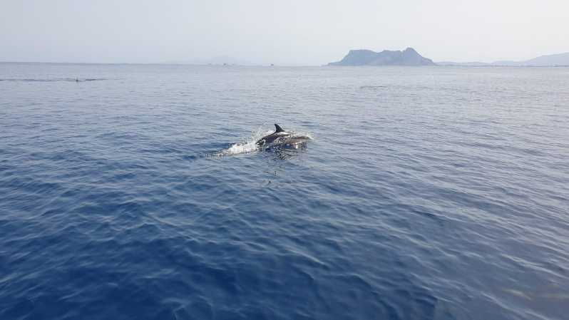 Sotogrande: Dolphin Watching Experience With Expert Crew - Vessel and Navigation