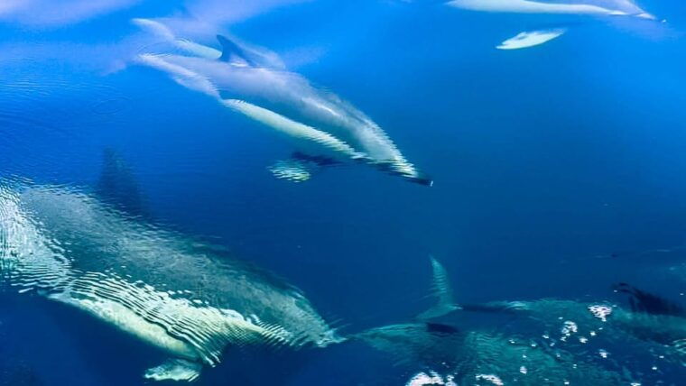 Sotogrande: Dolphin Watching Experience With Expert Crew - Wildlife and Itinerary