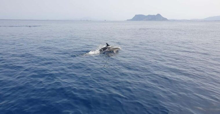 Sotogrande: Dolphin Watching Experience With Expert Crew - Inclusions and What to Bring