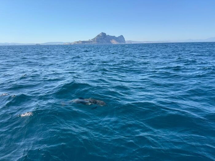 Sotogrande: Dolphin Watching Experience With Expert Crew - Preparing for the Adventure