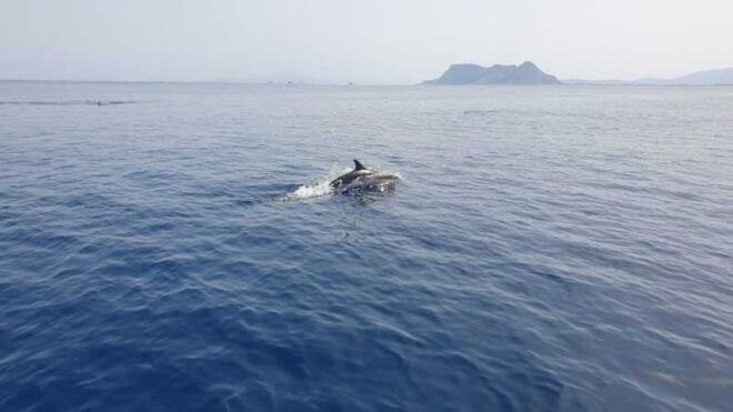 Sotogrande: Dolphin Watching Experience With Expert Crew - Wildlife Sightings