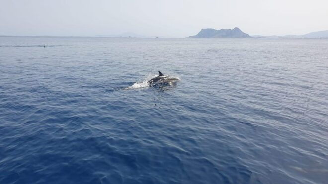 Sotogrande: Dolphin Watching Experience With Expert Crew - Inclusions and Restrictions