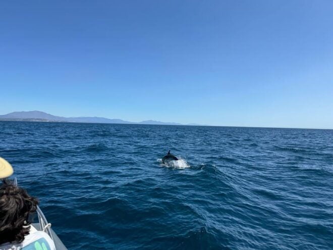 Sotogrande: Dolphin Watching Experience With Expert Crew - Customer Feedback