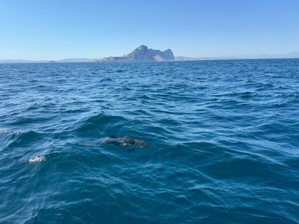 Sotogrande: Dolphin Watching Experience With Expert Crew - Meeting Point and Booking
