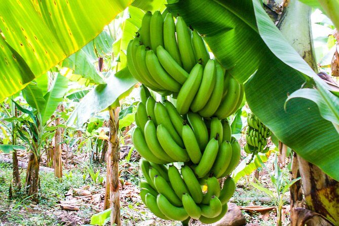 Soufriere Island Delight - Who Should Consider This Tour?