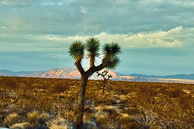 Soul Reconnection Retreat in Joshua Tree - What to Expect From the Itinerary
