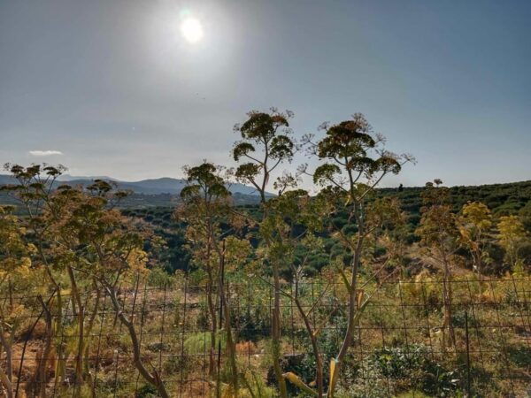 Soulouksina Cultural E-Bike Experience in Crete - Frequently Asked Questions