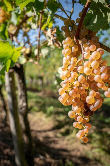 Soupçons En Jurançon - Optional Activities