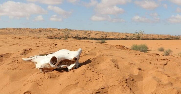 Souss-Massa National Park: Full Day Jeep Tour With Lunch - Booking Details