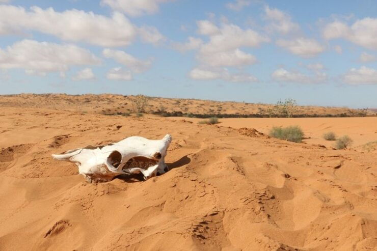 Souss-Massa National Park: Full Day Jeep Tour With Lunch - Tour Highlights