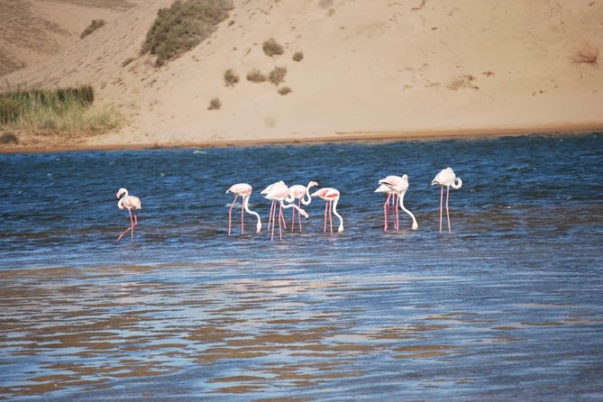 Souss Massa National Park Half Day Trip From Agadir - Meeting and Pickup Details